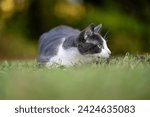 Small photo of Cute gray and white cat laying low in the grass in a yard ready to pounce.