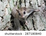 A Flying Squirrel Clings To The ...