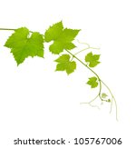 Vine Branch Isolated On White...