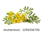 Small photo of Herb of Grace flowers isolated on white