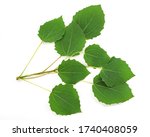 Small photo of Quaking aspen sprig with leaves isolated on white background