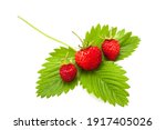 Wild Strawberries  With Leaf...