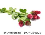 Crimson clover flowers isolated on white background
