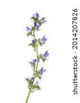 Small photo of Viper's Bugloss or Blueweed isolated on white background