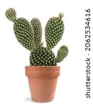  Bunny Ears Cactus In Vase...