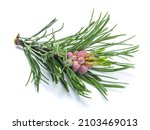 Swiss mountain pine branch isolated on white background