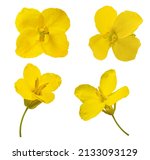 Rapeseed flowers mix  isolated...