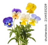 Pansy Flowers Mix Isolated On...