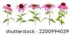 Pink Coneflowers Set Isolated...