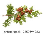 Small photo of Lawson's cypress branch isolated on white