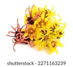 Witch hazel and wintersweet flowers isolated on white background