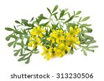 Small photo of Herb of Grace flowers and leaves isolated on white