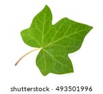 Ivy leaf isolated  on white background