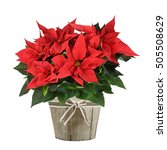 Red poinsettia plant in wood...
