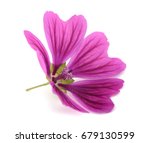 Violet "common Mallow" Flower   ...
