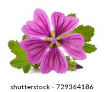 Mallow Plant With Flower...