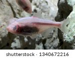 Small photo of Blind Cave Tetra (Astyanax mexicanus) The eyeless Cave fish from Mexico