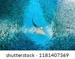 Shark and small fishes in ocean ...