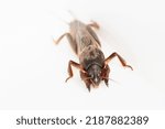 Small photo of European mole cricket on white background. Gryllotalpa gryllotalpa. Side view