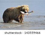 Grizzly Bear With Salmon In...