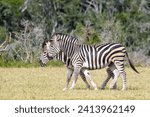 Small photo of Burchell's Zebras (Equus quagga burchelli) walking together on savanna, looking at camera, Addo Elephant National Park, South Africa
