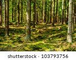 Conifer tree trunks in forest