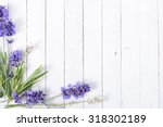 Fresh Lavender Flowers On White ...