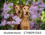 Two Irish Terrier Dogs Portrait ...