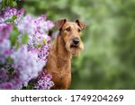Irish Terrier Dog Posing By The ...