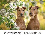 Two Irish Terrier Dogs Posing...