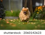 Small photo of happy pomeranian spitz dog chasing a falling leaf outdoors