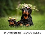 Rottweiler Dog And Puppy Posing ...