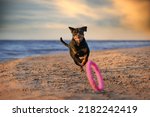 Happy Rottweiler Dog Playing...