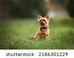 yorkshire terrier dog in a collar with id tag sitting on grass outdoors