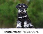 Black Miniature Schnauzer Puppy ...