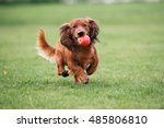 Dachshund Dog Running Outdoors