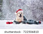 Happy Labrador Dog In Santa Hat ...