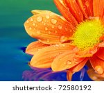 Close Up Of An Orange Flower...