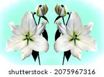 Small photo of super large size image of a majestic White Madonna Lily duo up close in detail isolated and mirrored on a bright light green - aqua, and white coloured vignette background. Supersize. Australia.