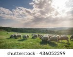 Flock of sheep grazing on beautiful mountain meadow
