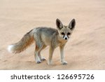 A Desert Fox In The Egyptian...