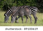 Two Zebra Feeding But One With...
