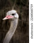 Common Ostrich Portrait  Large...