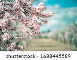 Blooming Almond or Cherry Trees in Orchard. Blur Spring Orchard Background.