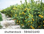 Lemon Trees In Local Orchand