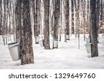 Maple syrup production in Quebec. Pails used to collect sap from maple trees in spring.