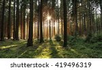 Wooded Forest Trees Backlit By...