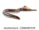 Small photo of Live lamprey fish on a white background