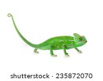 Green Juvenile Veil Chameleon...