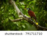 Montezuma Oropendola, Psarocolius montezuma, exotic bird from Costa Rica, brown with black head and orange bill, green background. Wildlife scene from nature. 